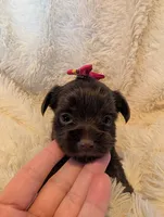 Leslie, a female Yorkshire Terrier for sale in Harrison, AR – Photo 6 of 10