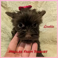 Leslie, a female Yorkshire Terrier for sale in Harrison, AR – Photo 9 of 10