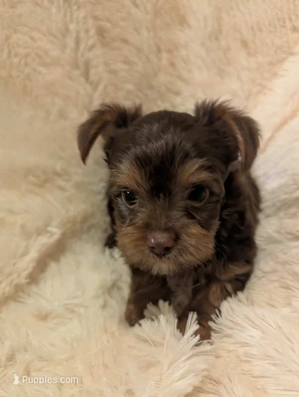 Nelly's Boy #1 – Yorkshire Terrier puppy for sale in Harrison, AR