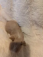 Lottie, a female Yorkshire Terrier for sale in Harrison, AR – Photo 2 of 5