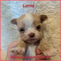 Lottie, a female Yorkshire Terrier for sale in Harrison, AR – Photo 5 of 5