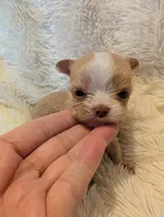 Lottie, a female Yorkshire Terrier for sale in Harrison, AR – Photo 3 of 5