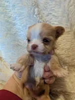 Lottie, a female Yorkshire Terrier for sale in Harrison, AR – Photo 1 of 5