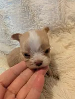 Lottie, a female Yorkshire Terrier for sale in Harrison, AR – Photo 4 of 5