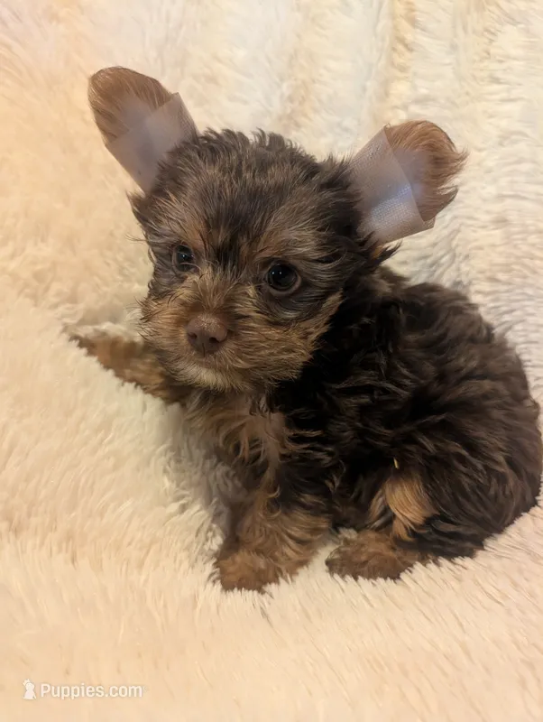 Nelly's Boy #1 – Yorkshire Terrier puppy for sale in Harrison, AR