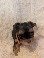 Lilly's boy 2, a male Yorkshire Terrier for sale in Harrison, AR – 2 of 2