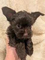 Bobby, a male Yorkshire Terrier for sale in Harrison, AR – Photo 8 of 8