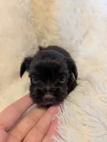 Bobby, a male Yorkshire Terrier for sale in Harrison, AR – Photo 2 of 8