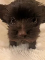 Bobby, a male Yorkshire Terrier for sale in Harrison, AR – Photo 5 of 8