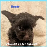 Bobby, a male Yorkshire Terrier for sale in Harrison, AR – Photo 7 of 8