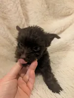 Bobby, a male Yorkshire Terrier for sale in Harrison, AR – Photo 6 of 8