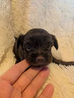 Bobby, a male Yorkshire Terrier for sale in Harrison, AR – Photo 4 of 8