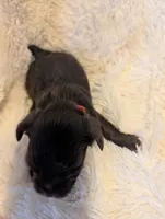 Bobby, a male Yorkshire Terrier for sale in Harrison, AR – Photo 3 of 8