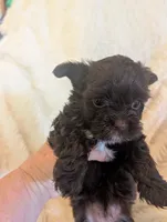 Neele, a female Yorkshire Terrier for sale in Harrison, AR – 2 of 4