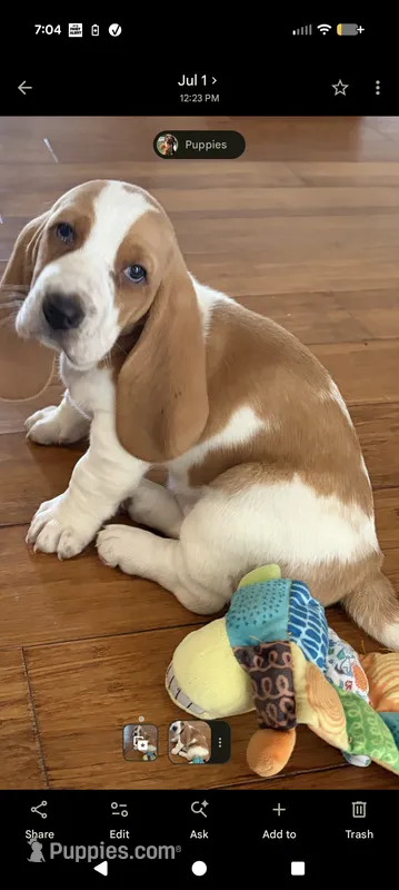 Basset girl – Basset Hound puppy on hold in Harrison, AR