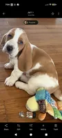 Basset girl, a female Basset Hound for sale in Harrison, AR – 1 of 5