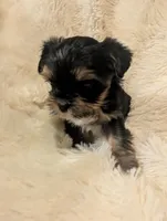 Nelly's girl #1, a female Yorkshire Terrier for sale in Harrison, AR – 2 of 4