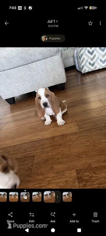 Basset boy – Basset Hound puppy on hold in Harrison, AR