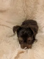 Nelly's Boy #1, a male Yorkshire Terrier for sale in Harrison, AR – 5 of 5