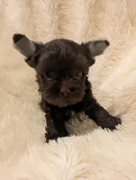 Nelly's boy #2, a male Yorkshire Terrier for sale in Harrison, AR – 4 of 4