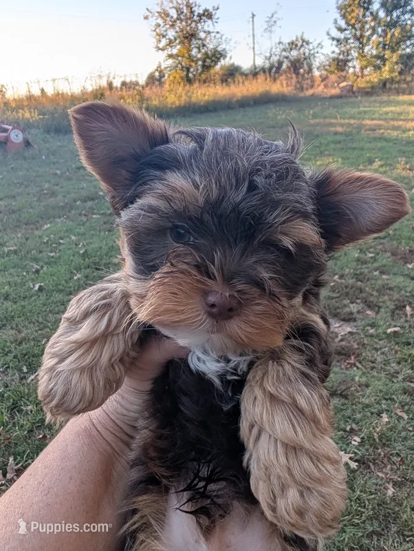 Nelly's girl #3 – Yorkshire Terrier puppy for sale in Harrison, AR