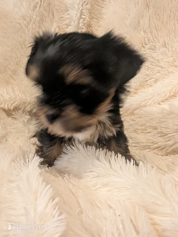 Nelly's girl #1 – Yorkshire Terrier puppy for sale in Harrison, AR