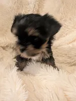 Nelly's girl #1, a female Yorkshire Terrier for sale in Harrison, AR – 1 of 4
