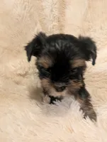 Nelly's girl #1, a female Yorkshire Terrier for sale in Harrison, AR – 4 of 4