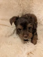 Nelly's Boy #1, a male Yorkshire Terrier for sale in Harrison, AR – 2 of 5
