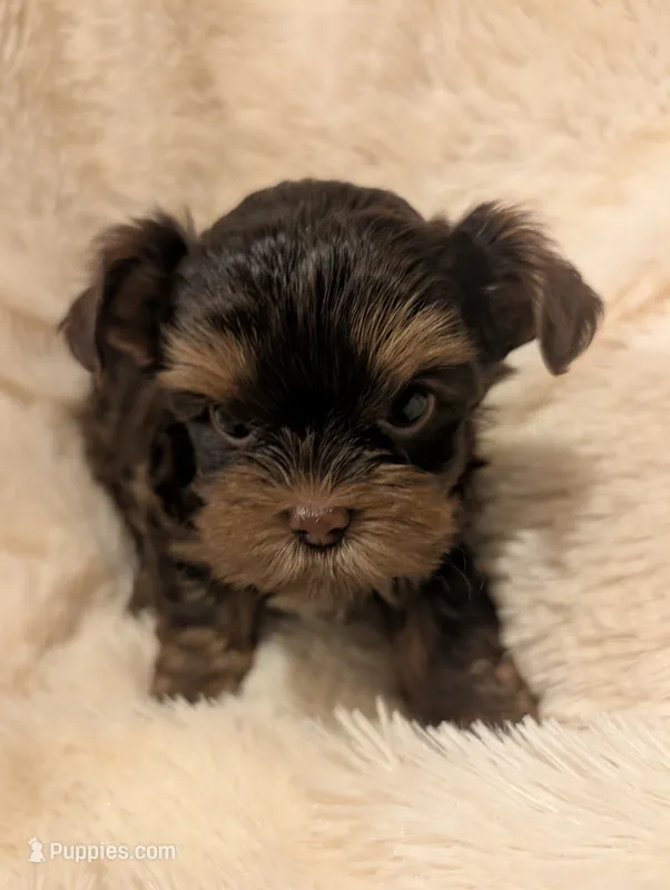 Nelly's girl #3 – Yorkshire Terrier puppy for sale in Harrison, AR