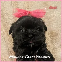 Gigi, a female Yorkshire Terrier for sale in Harrison, AR – Photo 5 of 6