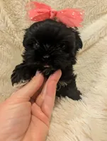 Gigi, a female Yorkshire Terrier for sale in Harrison, AR – Photo 6 of 6