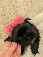 Gigi, a female Yorkshire Terrier for sale in Harrison, AR – Photo 4 of 6