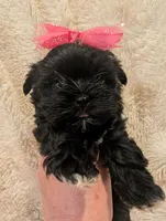 Gigi, a female Yorkshire Terrier for sale in Harrison, AR – Photo 2 of 6