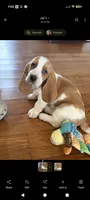 Basset girl, a female Basset Hound for sale in Harrison, AR – 4 of 5