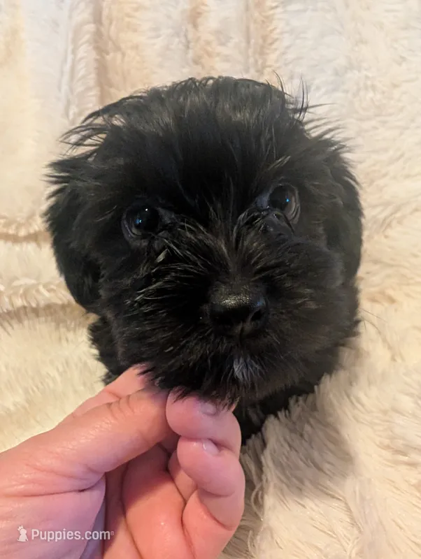 Blossom's boy – Yorkshire Terrier puppy for sale in Harrison, AR