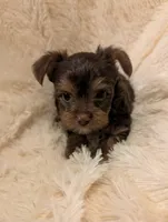 Nelly's Boy #1, a male Yorkshire Terrier for sale in Harrison, AR – 3 of 5