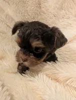 Nelly's girl #3, a female Yorkshire Terrier for sale in Harrison, AR – 2 of 4