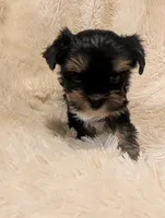 Nelly's girl #1, a female Yorkshire Terrier for sale in Harrison, AR – 3 of 4
