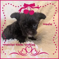 Neele, a female Yorkshire Terrier for sale in Harrison, AR – 4 of 4