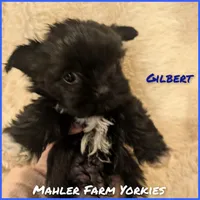 Gilbert, a male Yorkshire Terrier for sale in Harrison, AR – Photo 6 of 6