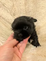 Gilbert, a male Yorkshire Terrier for sale in Harrison, AR – Photo 1 of 6