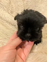 Gilbert, a male Yorkshire Terrier for sale in Harrison, AR – Photo 2 of 6