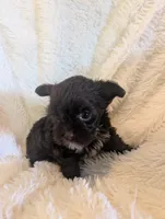 Neele, a female Yorkshire Terrier for sale in Harrison, AR – 3 of 4