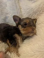 Lucas, a female Yorkshire Terrier for sale in Harrison, AR – Photo 3 of 5