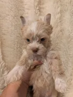 Levi, a female Yorkshire Terrier for sale in Harrison, AR – Photo 3 of 7