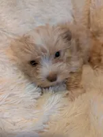 Levi, a female Yorkshire Terrier for sale in Harrison, AR – Photo 4 of 7