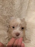 Levi, a female Yorkshire Terrier for sale in Harrison, AR – Photo 2 of 7