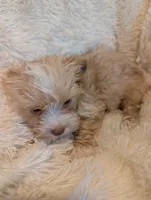 Levi, a female Yorkshire Terrier for sale in Harrison, AR – Photo 6 of 7