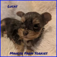 Lucas, a female Yorkshire Terrier for sale in Harrison, AR – Photo 5 of 5